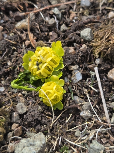 Foto de Chrysosplenium nudicaule