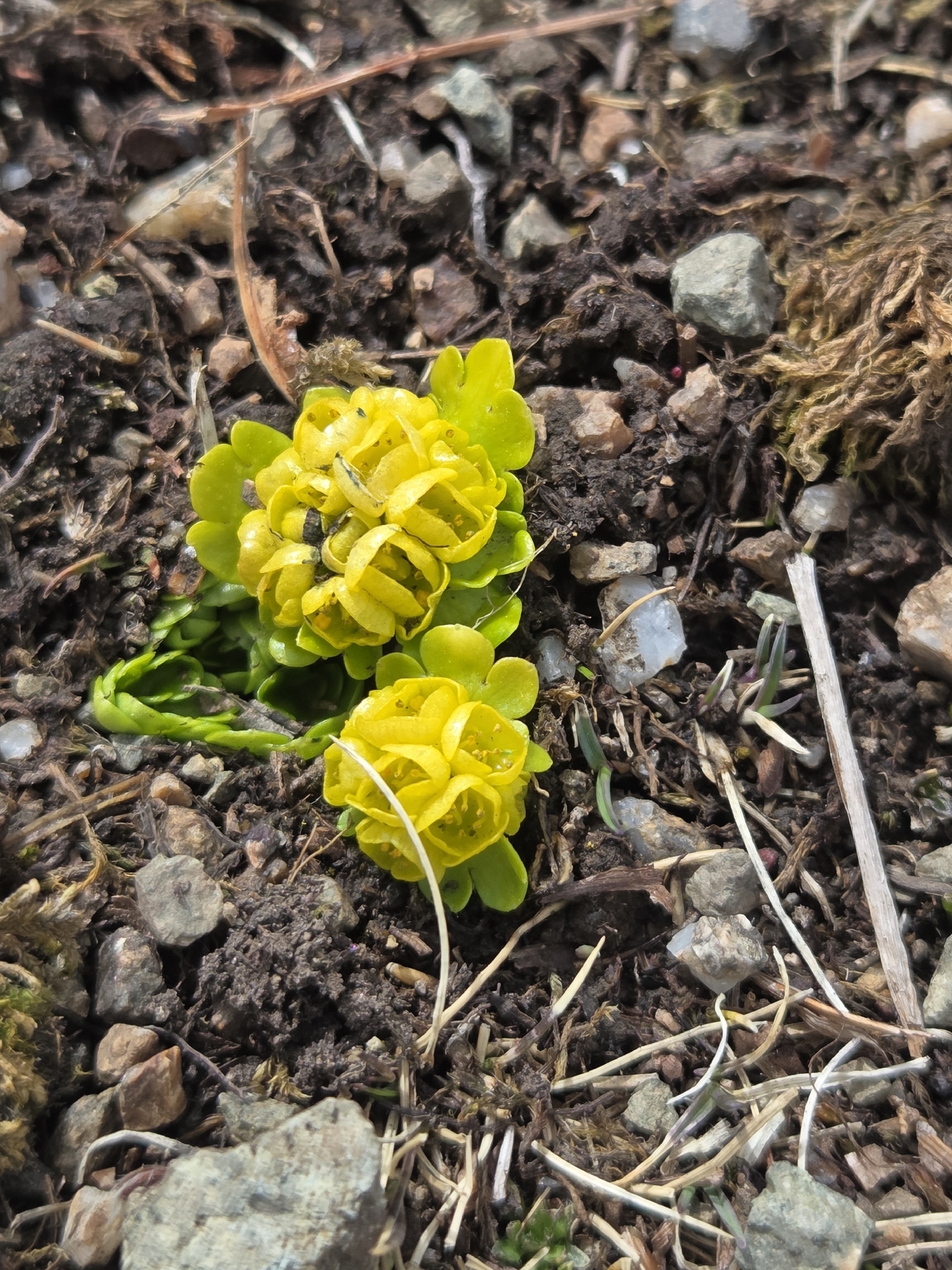 Imagem de Chrysosplenium nudicaule