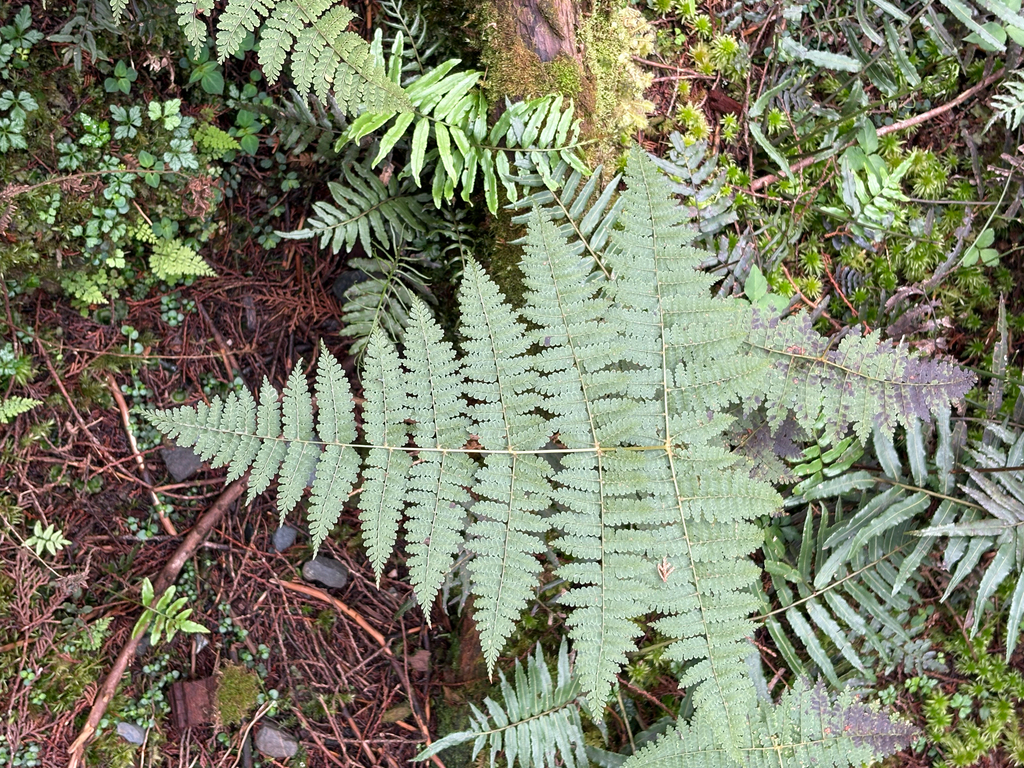Dryopteris paleolata; photograph (c) 黃美滿, some rights reserved (CC BY)