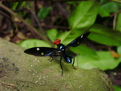 Clitodoca fenestralis