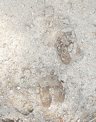 Sus scrofa domesticus