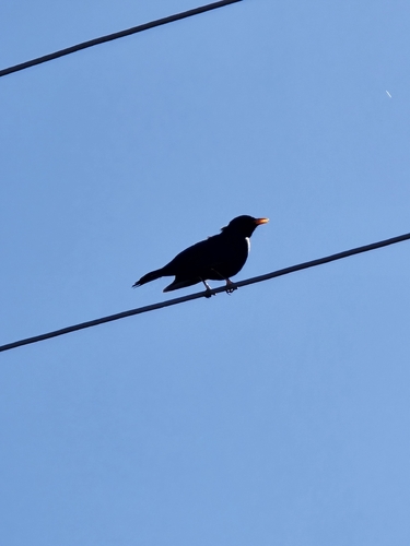 Eurasian Blackbird
