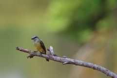 Tyrannus melancholicus