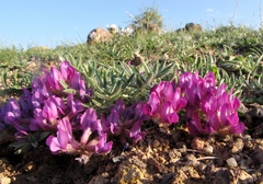 Oxytropis pumila