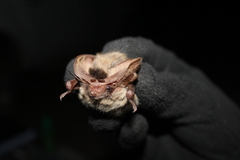 Idionycteris phyllotis