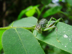 Ensifera