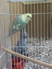 Melopsittacus
