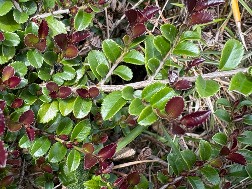 Eurya crenatifolia, photograph 2