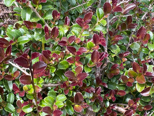 Eurya crenatifolia, photograph 3