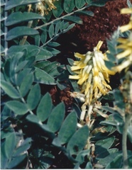 Astragalus giganteus