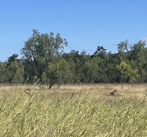 Emu