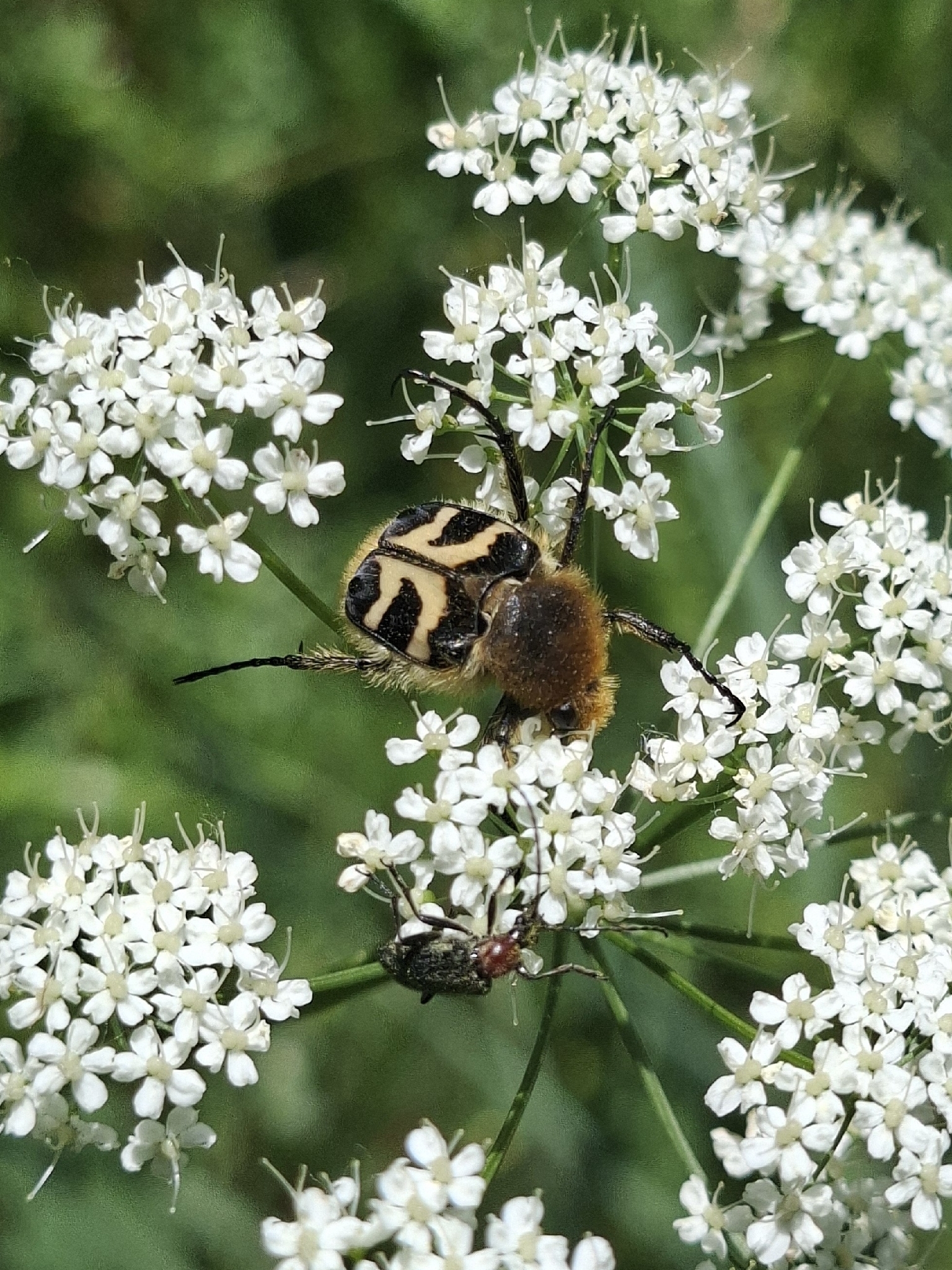 Trichius fasciatus