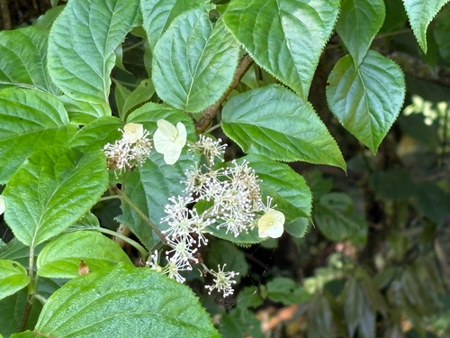 Hydrangea anomala