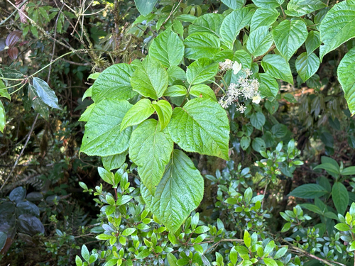 Hydrangea anomala, photograph 1