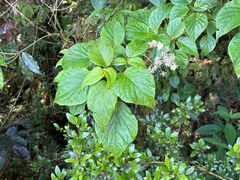 Hydrangea anomala, photograph (c) 黃美滿, some rights reserved (CC BY)