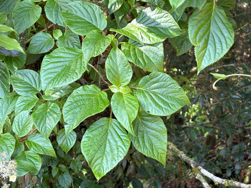 Hydrangea anomala, photograph 2