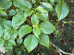 Hydrangea anomala, photograph (c) 黃美滿, some rights reserved (CC BY)