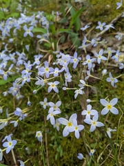 Houstonia caerulea