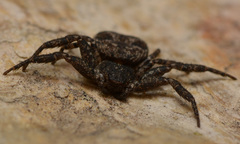 Bassaniana