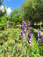 Vicia eriocarpa, photograph (c) Pantazi Katerina, some rights reserved (CC BY)
