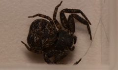 Bassaniana