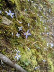 Houstonia caerulea