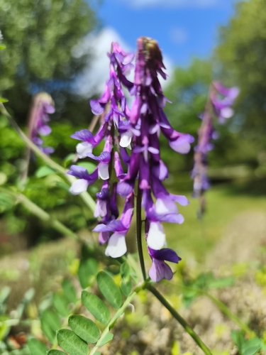 Vicia eriocarpa, photograph 3