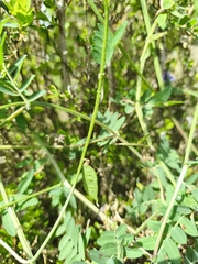 Vicia eriocarpa, photograph (c) Pantazi Katerina, some rights reserved (CC BY)