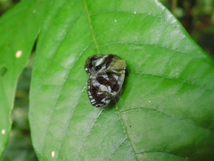 Auchenorrhyncha