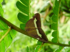 Pochazia fasciata
