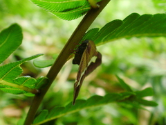 Pochazia fasciata
