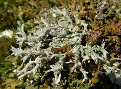 Cladonia dimorphoclada