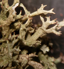 Cladonia dimorphoclada