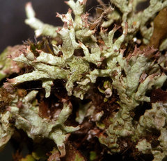 Cladonia dimorphoclada