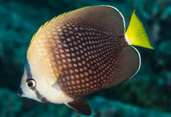 Tahitian Butterflyfish photo 1