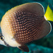 Pez Mariposa de Tahiti - Photo (c) zsispeo, algunos derechos reservados (CC BY-NC-SA)