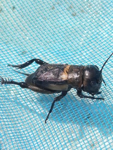European Field Cricket