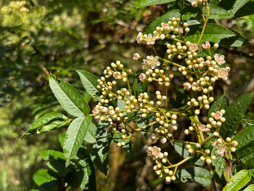 Sorbus randaiensis, photograph 3