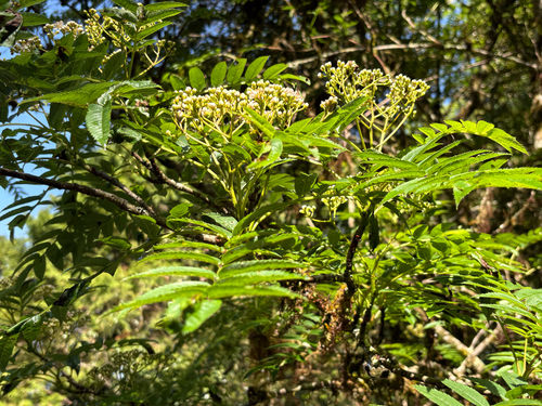 Sorbus randaiensis, photograph 4