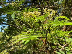 Sorbus randaiensis, photograph (c) 黃美滿, some rights reserved (CC BY)