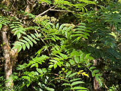 Sorbus randaiensis, photograph (c) 黃美滿, some rights reserved (CC BY)