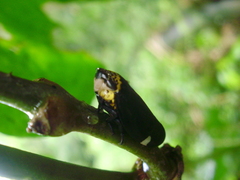 Auchenorrhyncha