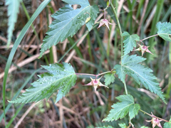Rubus corchorifolius, photograph (c) 黃美滿, some rights reserved (CC BY)