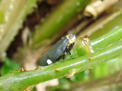 Auchenorrhyncha