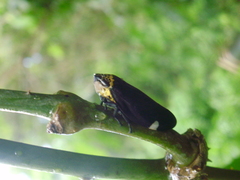Auchenorrhyncha