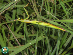 Episcopomantis chalybea
