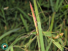 Episcopomantis chalybea