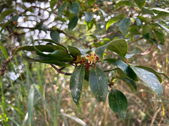 (c) 黃美滿, some rights reserved (CC BY) Illicium anisatum, photograph (c) 黃美滿, some rights reserved (CC BY)
