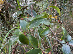 (c) 黃美滿, some rights reserved (CC BY) Illicium anisatum, photograph (c) 黃美滿, some rights reserved (CC BY)
