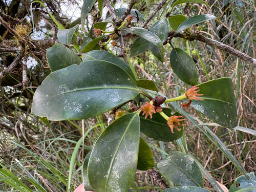 Illicium anisatum, photograph 3